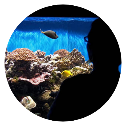 Mid Circle Custom Built Aquariums