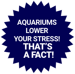 Starburst Lower Stress