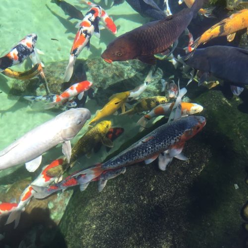 aquarium-shop-fort-lauderdale-florida-gallery-1