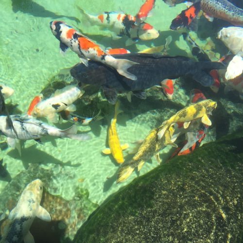 aquarium-shop-fort-lauderdale-florida-gallery-2