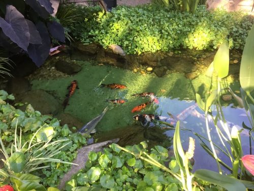 aquarium-shop-fort-lauderdale-florida-gallery-5