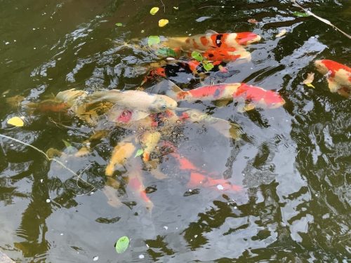 aquarium-shop-fort-lauderdale-florida-gallery-7