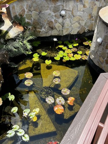 aquarium-shop-fort-lauderdale-florida-gallery-9